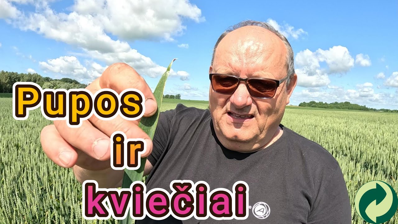 Apie mano pupų ir kviečių auginimo technologiją