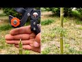 Grafting Cutting Tool Demo 2021 Does It Work Grafting Cutting Tool Demo 2021 Does It Work