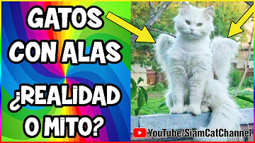 ¿Existen los gatos con alas?