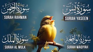 Surah Yasin  Surah Rahman  Surah Waqia  Surah Mulk   Hd  Quran Hour  Alaa Aqel 049