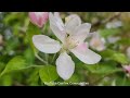 Як чудово цвіте яблуня Цвіт яблуні Apple Tree Blossoms Beautifully Чудесно цветёт яблоня Цветение 