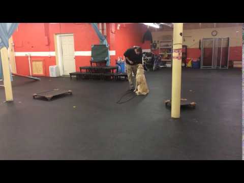 training-|-recall-on-the-long-line-|-solid-k9-training-dog-training