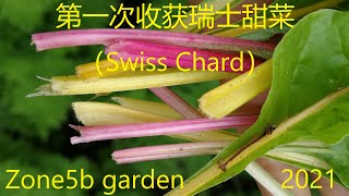 第一次收获瑞士甜菜(牛皮菜)First harvest of Silverbeet Swiss chard