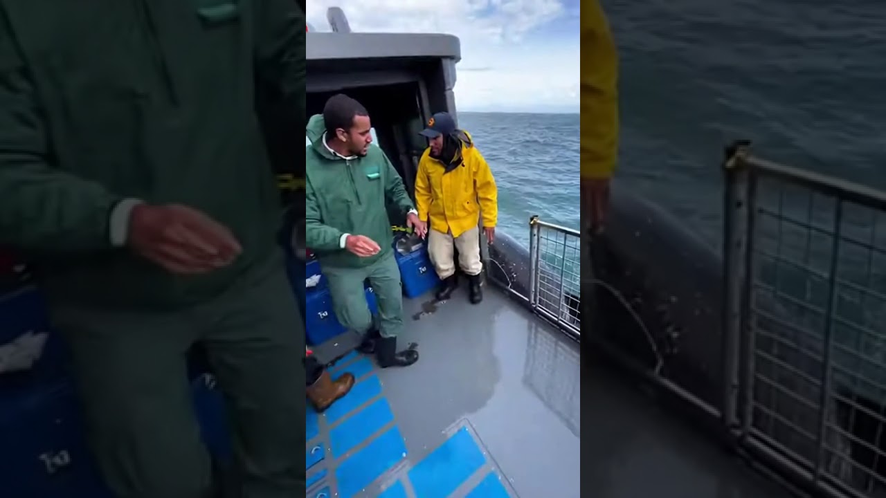 A Dolphin Leaps Over Fishermen to Escape a Narrow Trap 