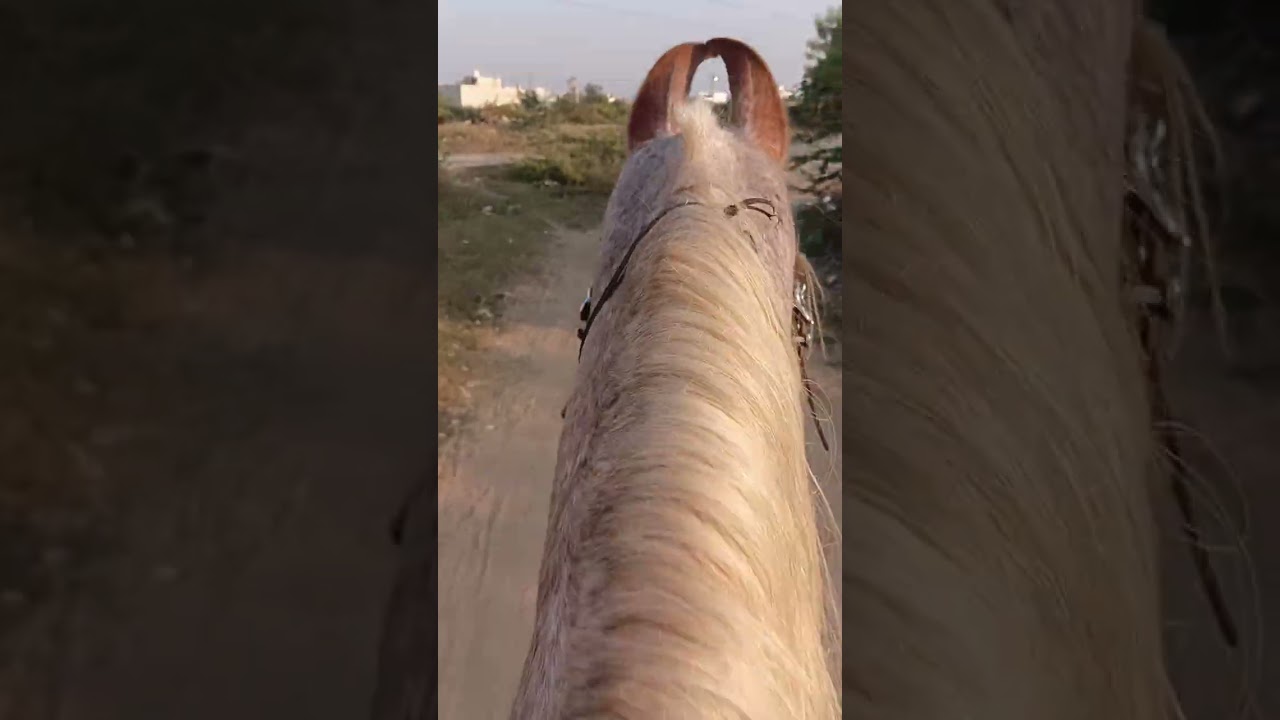 Horse Riding | Rani par ajj ki long ride | Marwadi horse | 5 km riding vedio 