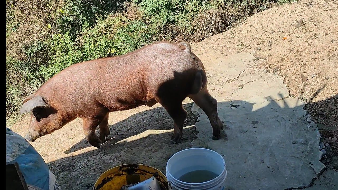 Duroc pa Khiangawi-a chet velna leh YS note man hran rual ni tep tawh te. #mizoram #piggery