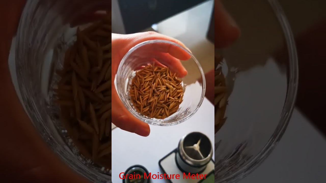 GM006 Rice seed moisture test