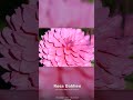 Rosa Dahlien – BUGA Koblenz #shorts