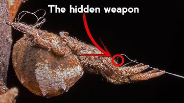 How Do Spiders Actually Make Webs? (Mind-Blowing Science)