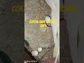 COKTAIL BABY HATCHING Day 1 #baby 👶#babyanimal #ytshorts #kitten #lovebirds breeding tips