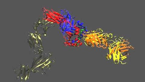 MD simulation of pMHC/TCR/CD4 complex