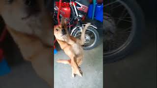 DANCING DOG #shorts #satisfying #trending #asmr #dancingdog #smartdog