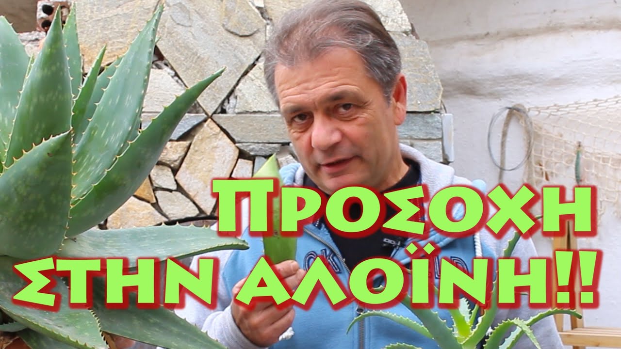 Αλόη ένα θαυματουργό βότανο για την υγεία! Προσοχή στην αλοΐνη!!