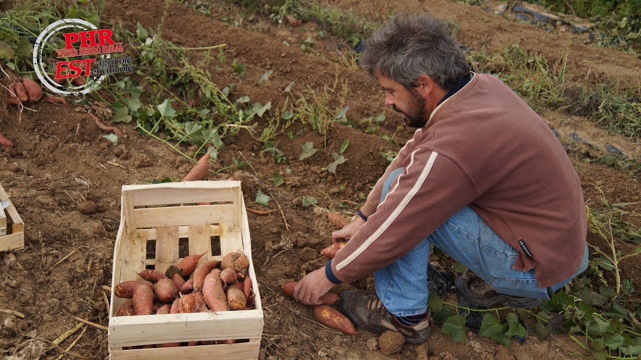 Les patates douces de Jean-Michel Obrecht