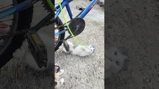 #anamtakhan#cat #duet #抖音舞蹈 #imut #kittenlove #cuteanimal #cutecat #cutepet #catboy #cute#anabul