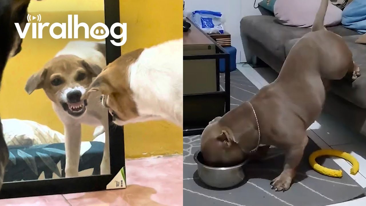 Animals Doing Unusual Things || ViralHog