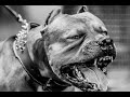 Funny Pitbull and American Bully Videos part 2