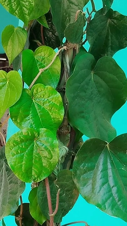 Betel Leaf Uses ytshorts trending gas Problem Relief betel-leaf-uses-ytshorts-trending-gas-problem-relief