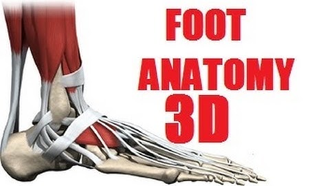 Foot Muscles Anatomy part 1/2