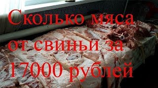 Сколько мяса от свиньи за год?Зарезали кабана "Пигус"!Правильный разруб и опаливание туши. Обмером! Сколько мяса от свиньи за год?Зарезали кабана "Пигус"!Правильный разруб и опаливание туши. Обмером!