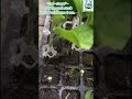 🌱Brinjal Grafting Process🍆. #grafted brinjal#brinjal #West Bengal #gardening #plants #farming