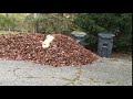 Happy Yellow Lab Jumps in Leaf Pile