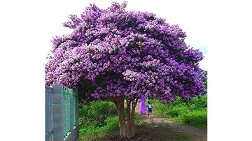 Cận Cảnh Cây Bằng Lăng Đẹp Nhất Việt Nam Tại Bình Thuận