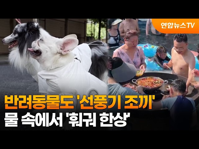 [지구촌톡톡] 반려동물도 ‘선풍기 조끼’…물 속에서 '훠궈 한상' / 연합뉴스TV (YonhapnewsTV)