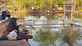 เปิดบ่อตกปลา Mango Land Fishing Station จ.ปราจีนบุรี // ชิงหลิว เบ็ดไม้ไผ่