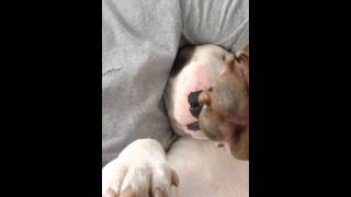 Bull Terrier Talking.