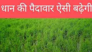 Download Lagu मात्र 300 रूपए के खर्च से बढ़ सकती है आपकी धान की पैदावार! कैसे ? MP3 Download Lagu मात्र 300 रूपए के खर्च से बढ़ सकती है आपकी धान की पैदावार! कैसे ? MP3