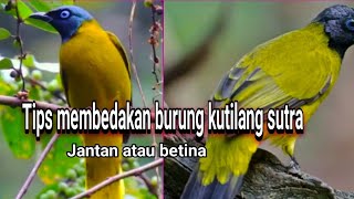 Cara membedakan burung kutilang sutra jantan atau betina