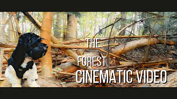 Havaneser - Havanese Dog - Forest I Cinematic Dog short film I iPhone XR - Gimbal ZHIYUN SMOOTH 4