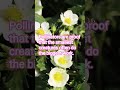 strawberries#pollination#farming#viral vedio
