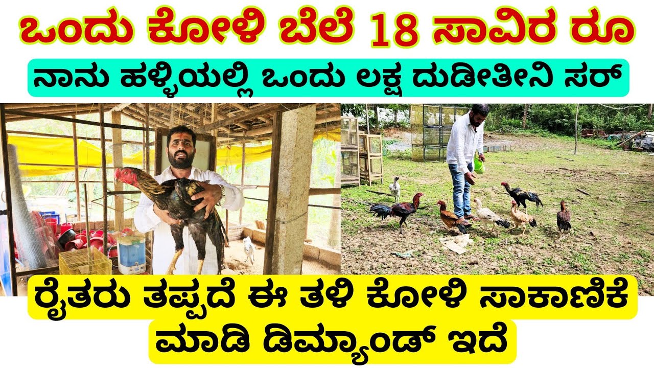 ಒಂದು ಕೋಳಿ ಬೆಲೆ 18 ಸಾವಿರ | ಸರ್ ನಾನು ಹಳ್ಳಿಯಲ್ಲಿ ತಿಂಗಳಿಗೆ ಲಕ್ಷ ದುಡೀತೀನಿ | ಈ ತಳಿ ಸಾಕಾಣಿಕೆ ಡಿಮ್ಯಾಂಡ್ ಇದೆ