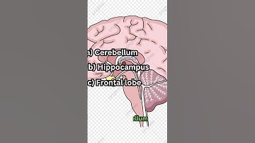 Which Part of the Brain Controls Balance? 🧠 Coordination Quiz Challenge!#shorts  #sciencequiz