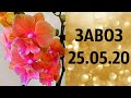 🌸Продажа орхидей. ( Завоз 25. 05. 20 г.) Отправка только по Украине. ЗАМЕЧТАТЕЛЬНЫЕ КРАСОТКИ👍