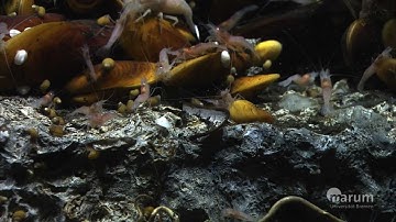 Cold Seeps and Methane Hydrates