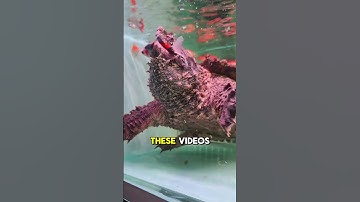 The Most Terrifying Bite of a Snapping Turtle