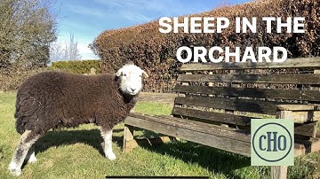 Sheep in the Orchard