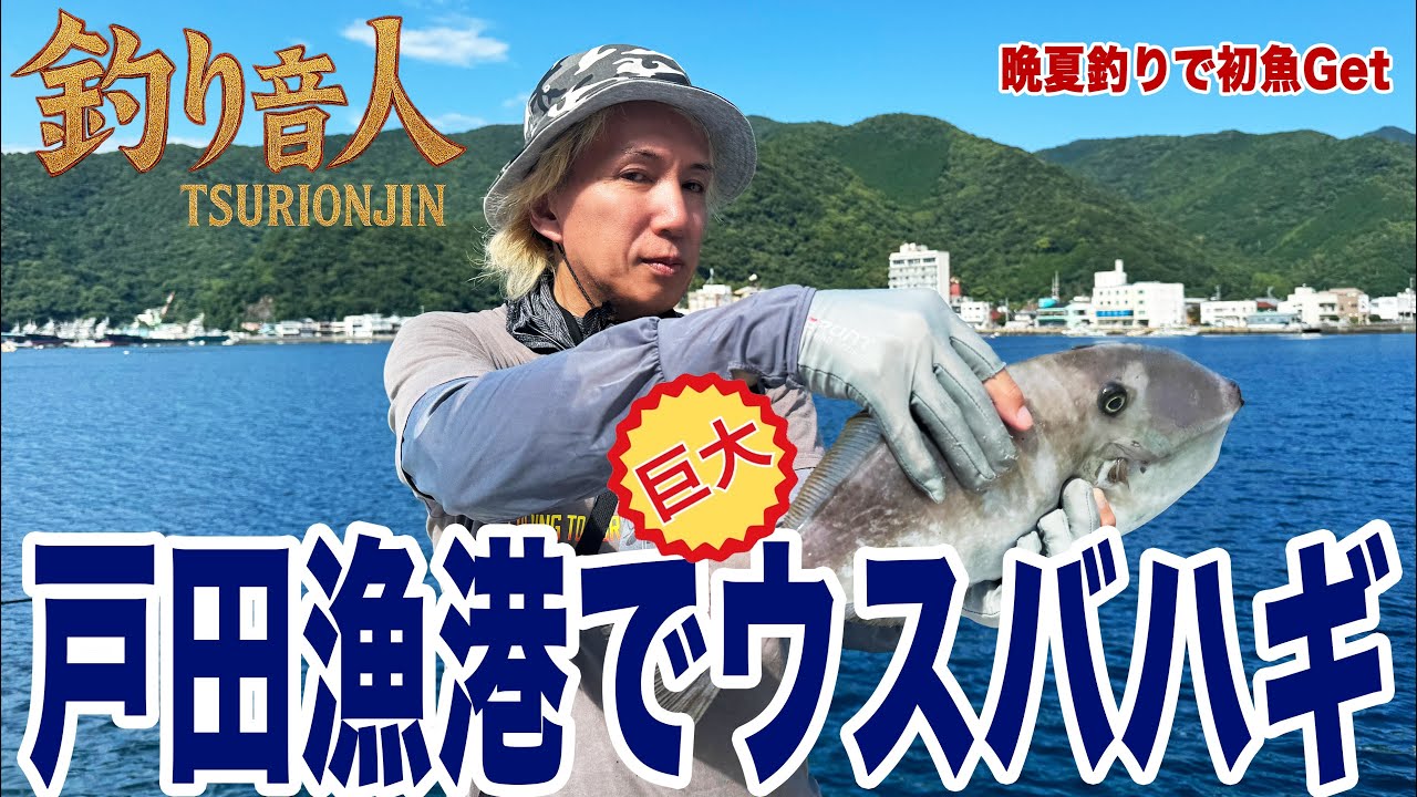 戸田漁港に巨大ウスバハギの大群が！