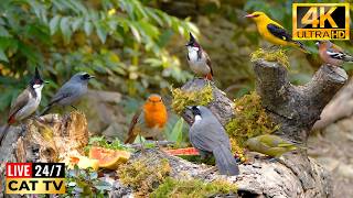 🔴 Keep Your Indoor Cat Entertained While You're Away 🐦 24/7 Live Cat TV (Colorful Songbirds)
