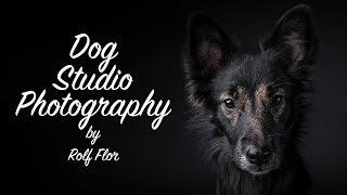 Dog studio photography  This is how I work!