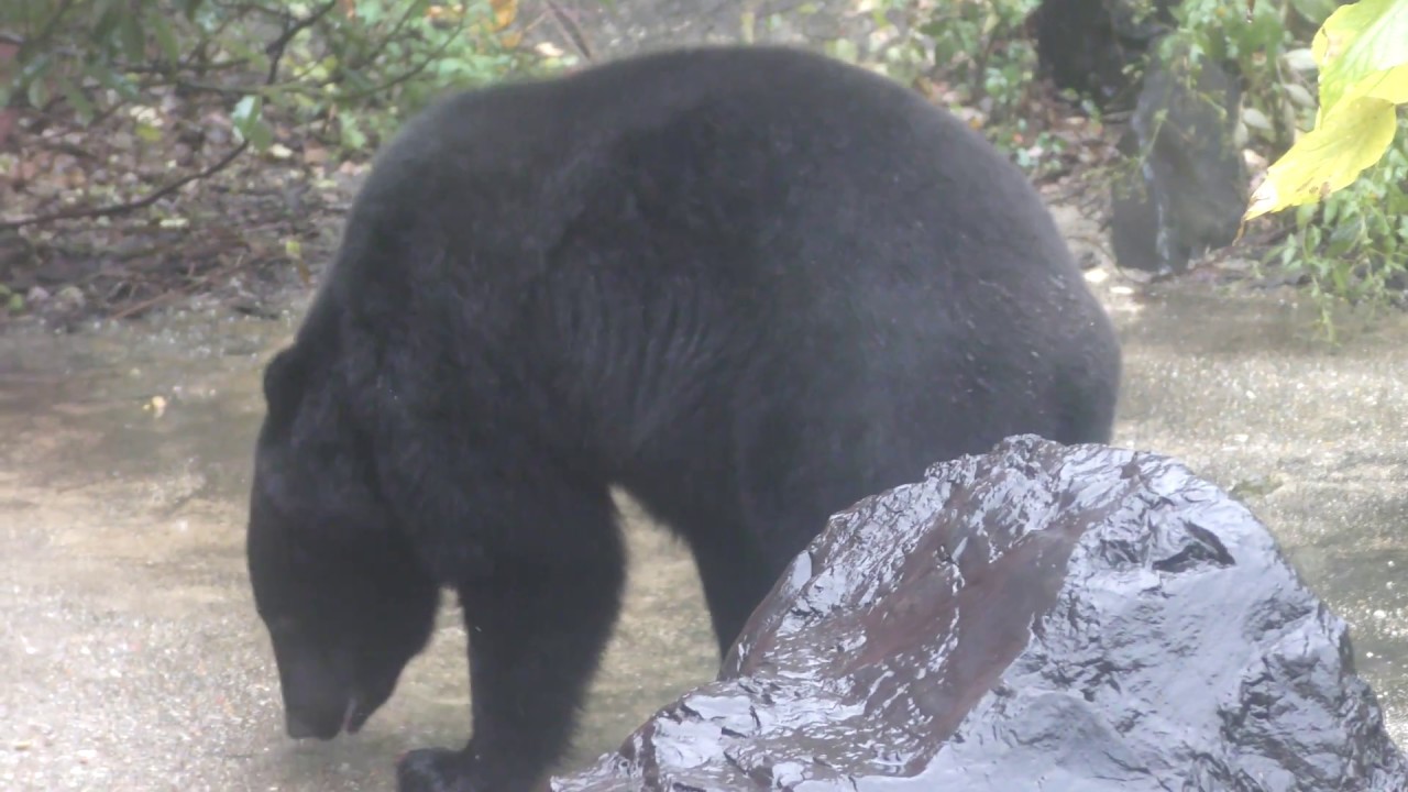 センタービレッジ✴︎つちのこ 山人参(シャク)鳥足升麻 山吹升麻