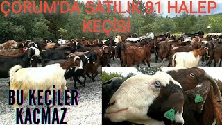 ÇORUM'DA SATILIK HALEP KEÇİLERİ #KÖYEGÖÇ #KÜÇÜKBAŞ #HAYVANPAZARI #HALEPKEÇİSİ #ŞAMİKEÇİ #SÜTLÜKEÇİ