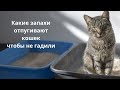 Какие запахи отпугивают кошек чтобы не гадили дома