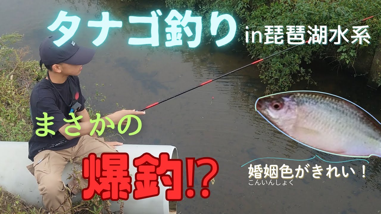 【爆釣】　人生初のタナゴ釣りに挑む！？　in琵琶湖水系