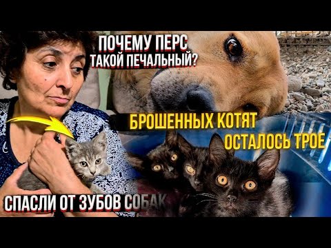 Котенок убежал от своей мамы в зубы собакам😱. Мы с Персом подружились. Как погиб Нуар🥺