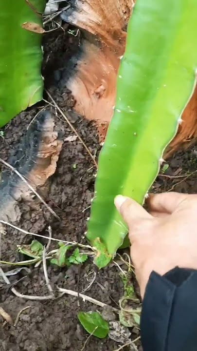 Cara tanam tanaman buah naga #buahnaga #tanaman #perkebunan