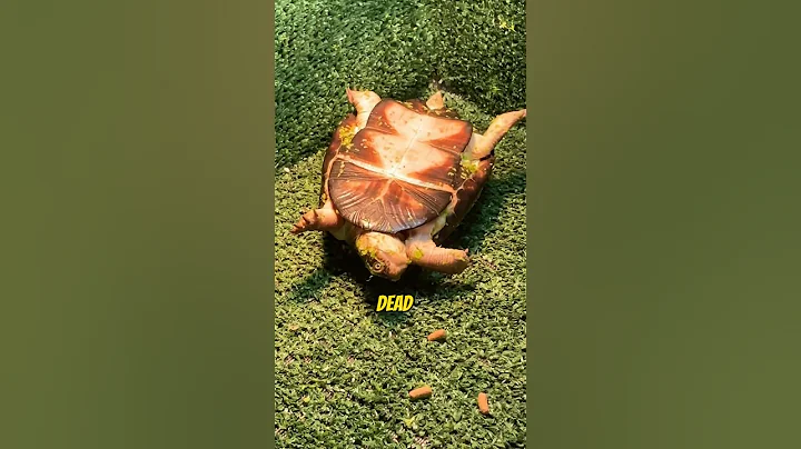 My New Turtle Died😭😭 #aquarium #aquaticpets #freshwaterfish #fish